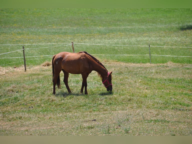 Más caballos centroeuropeos Yegua 17 años 160 cm Alazán in Purgstall