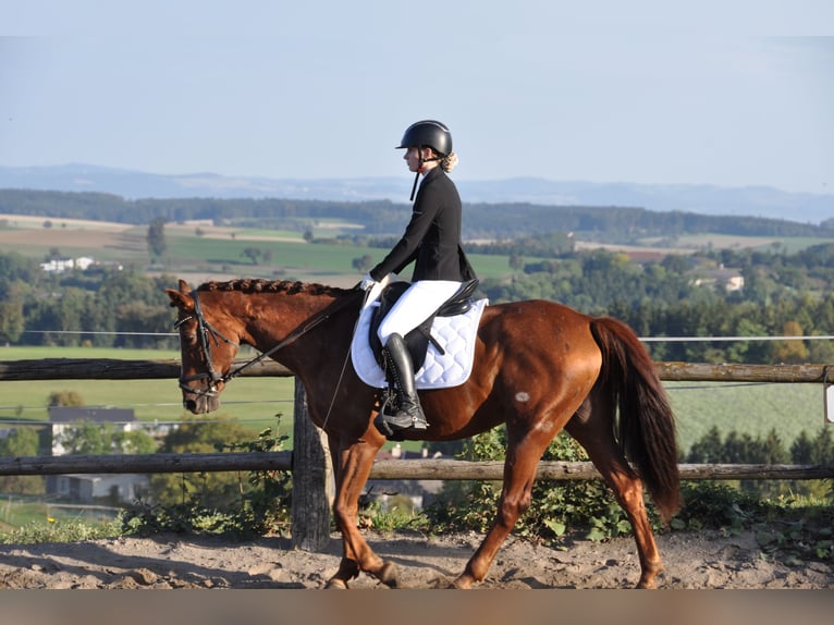 Más caballos centroeuropeos Yegua 17 años 160 cm Alazán in Purgstall