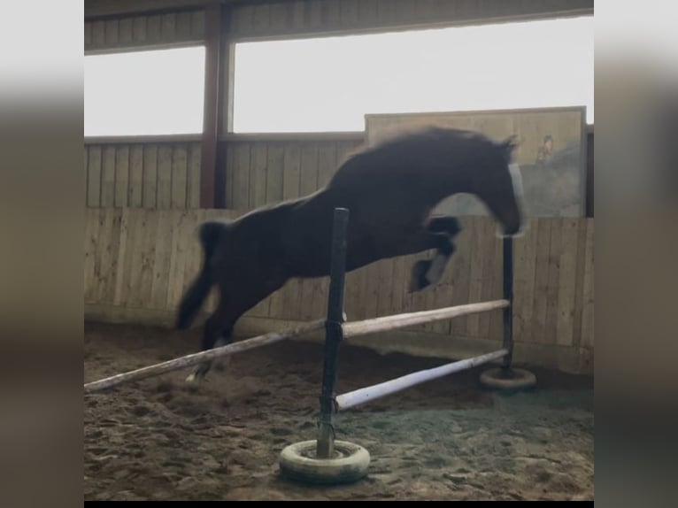 Más caballos centroeuropeos Yegua 17 años 160 cm Castaño in Pocking