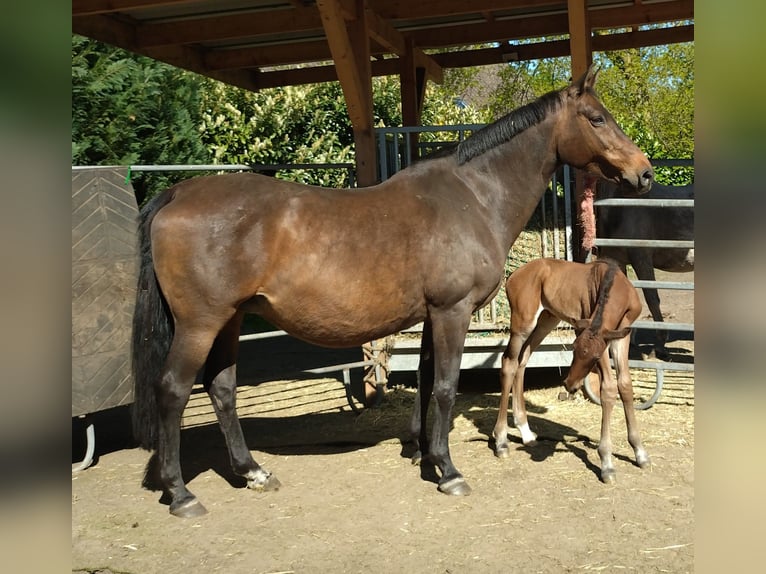 Más caballos centroeuropeos Yegua 17 años 164 cm Castaño in Dörpen