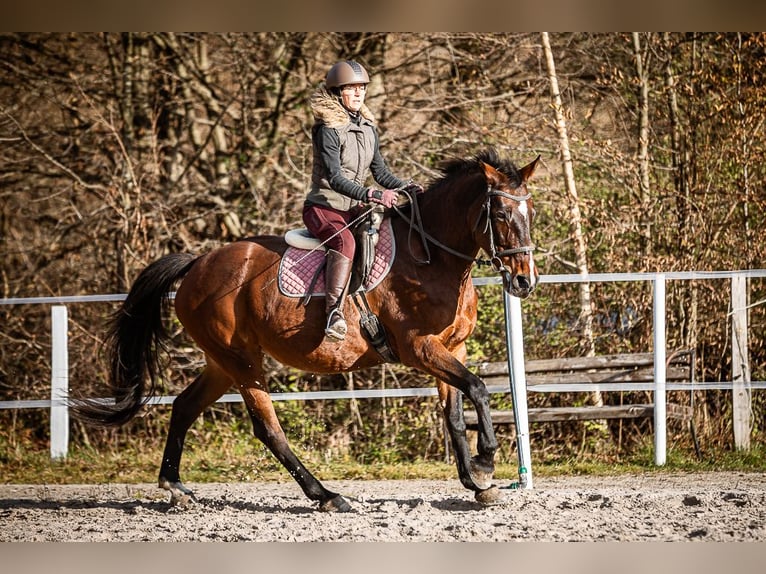 Más caballos centroeuropeos Yegua 17 años 165 cm Castaño in Velden