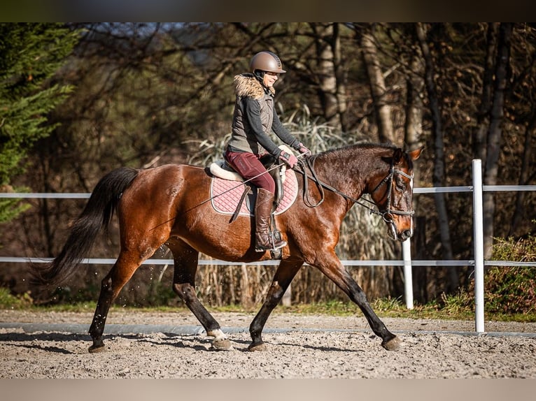 Más caballos centroeuropeos Yegua 17 años 165 cm Castaño in Velden