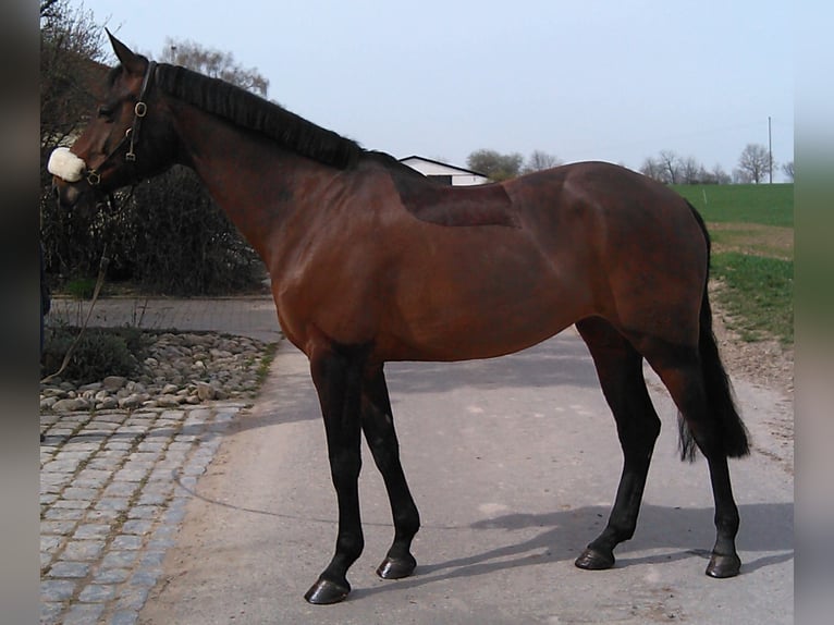 Más caballos centroeuropeos Yegua 17 años Castaño oscuro in Ilsfeld