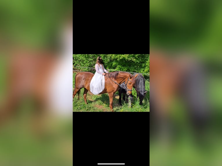 Más caballos centroeuropeos Yegua 18 años 160 cm Alazán in Dahnwn