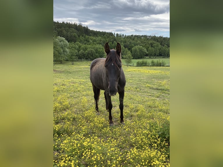 Más caballos centroeuropeos Yegua 18 años 160 cm Negro in Neuhaus in der Wart