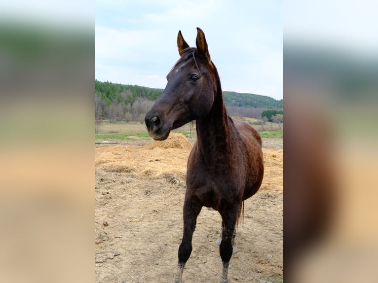 Más caballos centroeuropeos Yegua 18 años 160 cm Negro in Neuhaus in der Wart