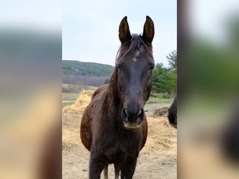Más caballos centroeuropeos Yegua 18 años 160 cm Negro in Neuhaus in der Wart