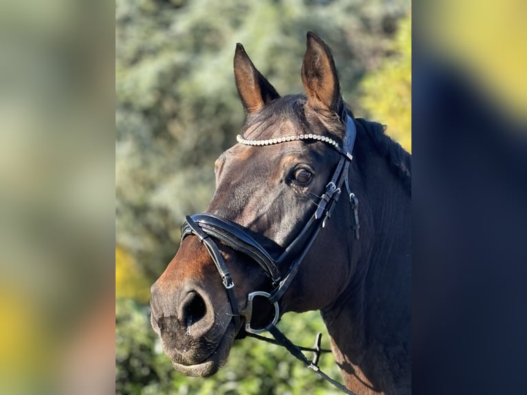 Más caballos centroeuropeos Yegua 18 años 170 cm Castaño in Uedem