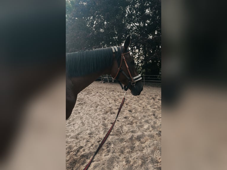 Más caballos centroeuropeos Yegua 18 años 170 cm Castaño in Sustrum