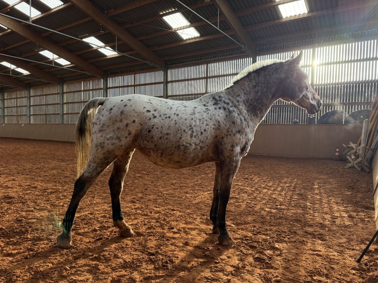 Más caballos centroeuropeos Yegua 19 años 156 cm Atigrado/Moteado in Beckingen