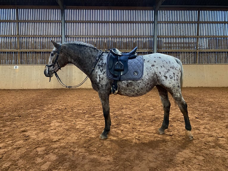 Más caballos centroeuropeos Yegua 19 años 156 cm Atigrado/Moteado in Beckingen