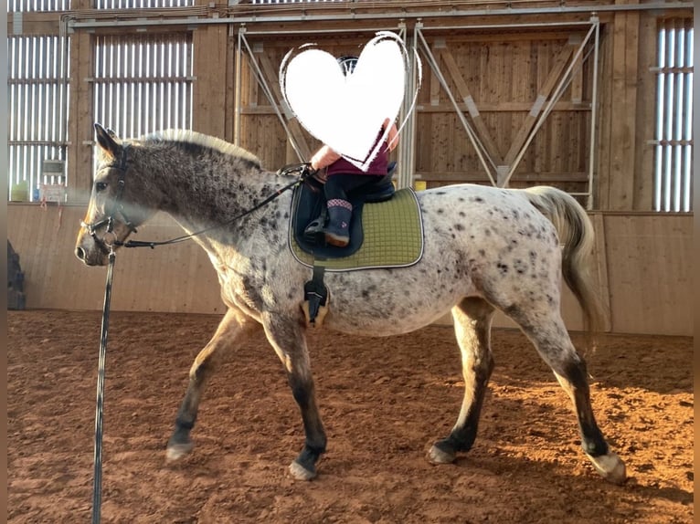 Más caballos centroeuropeos Yegua 19 años 156 cm Atigrado/Moteado in Beckingen