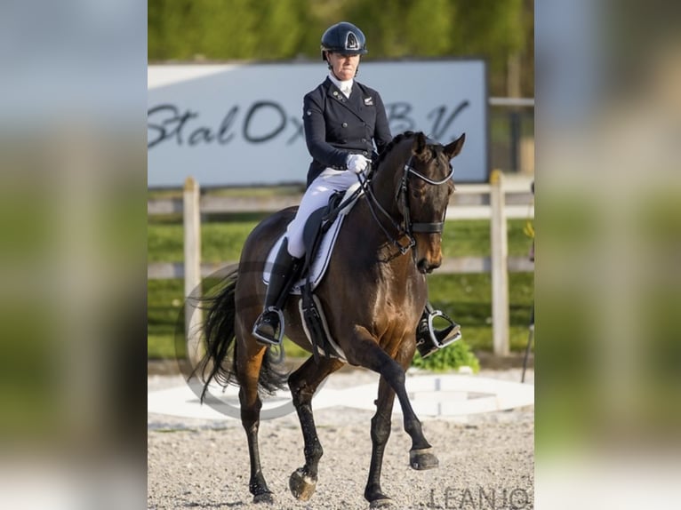 Más caballos centroeuropeos Mestizo Yegua 19 años 170 cm Castaño in Delbrück