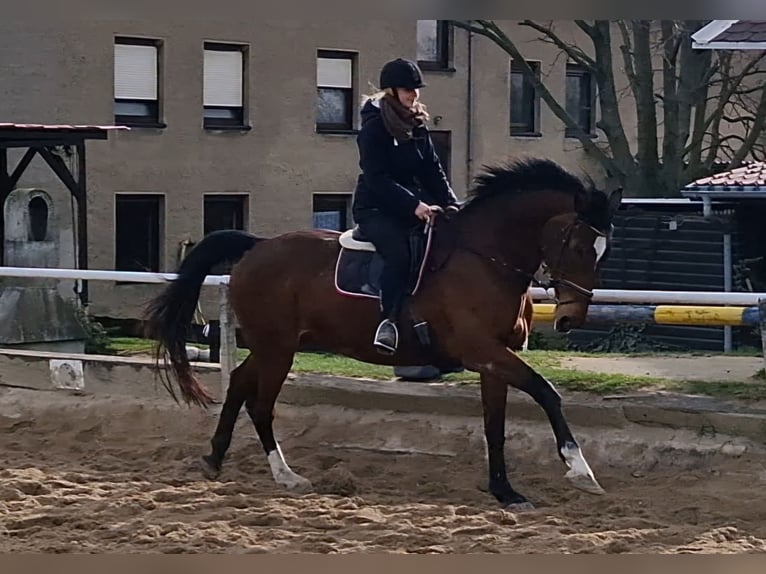 Más caballos centroeuropeos Yegua 19 años 171 cm Castaño in Vierkirchen