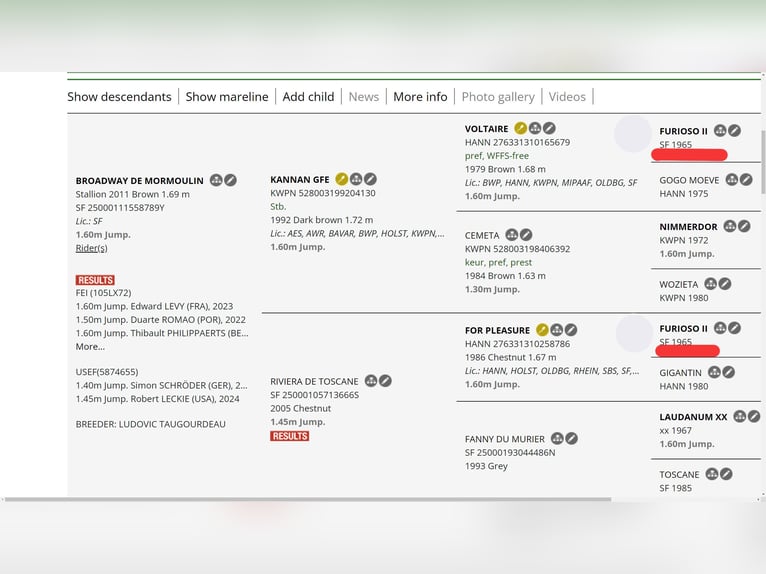 Más caballos centroeuropeos Mestizo Yegua 1 año 125 cm Castaño rojizo in Ruse