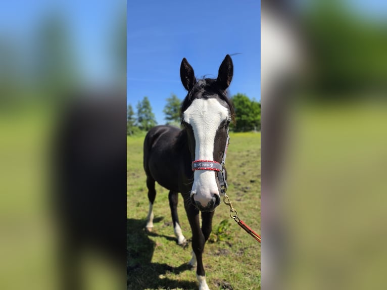 Más caballos centroeuropeos Mestizo Yegua 1 año 158 cm Negro in Wolfsburg