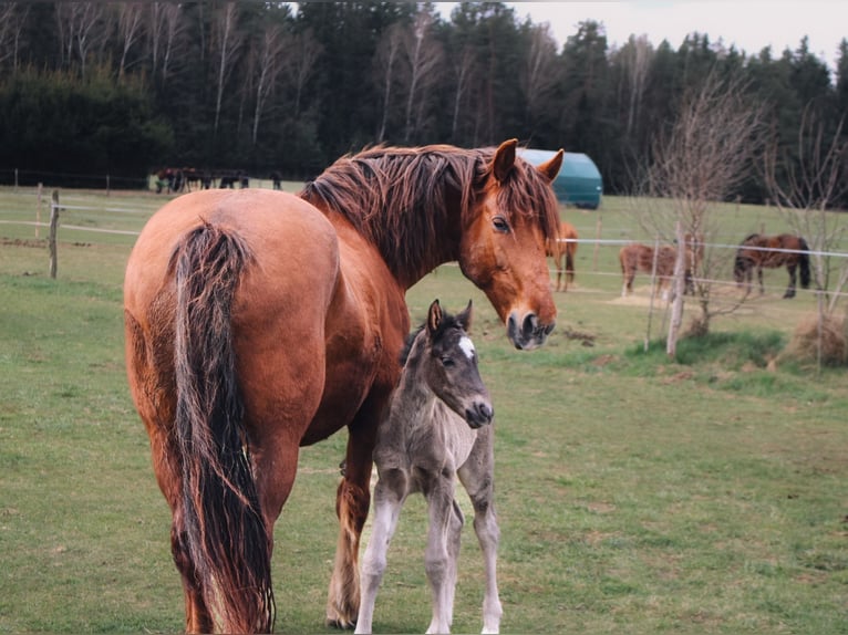 Más caballos centroeuropeos Mestizo Yegua 1 año 165 cm Negro in Schweiggers