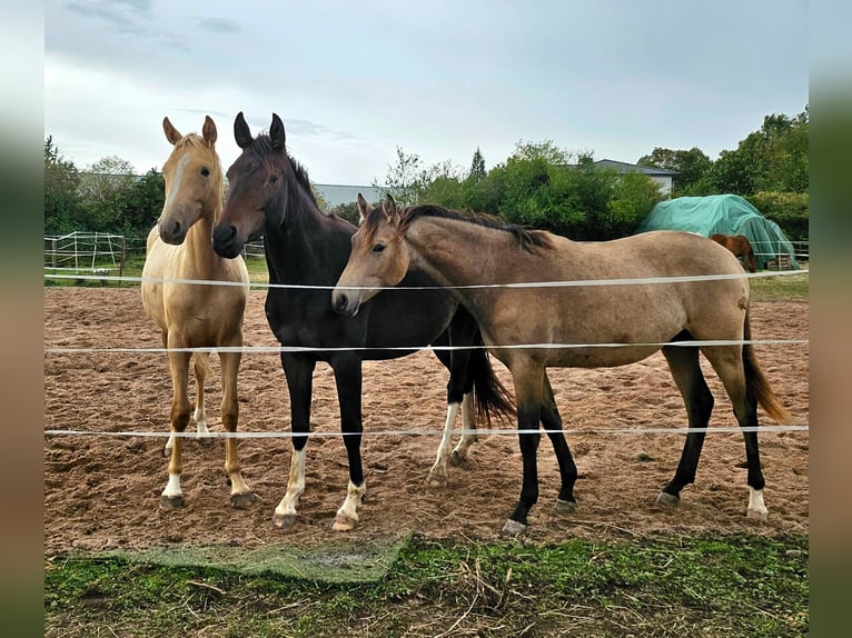 Más caballos centroeuropeos Yegua 1 año 165 cm Palomino in Bad Grund