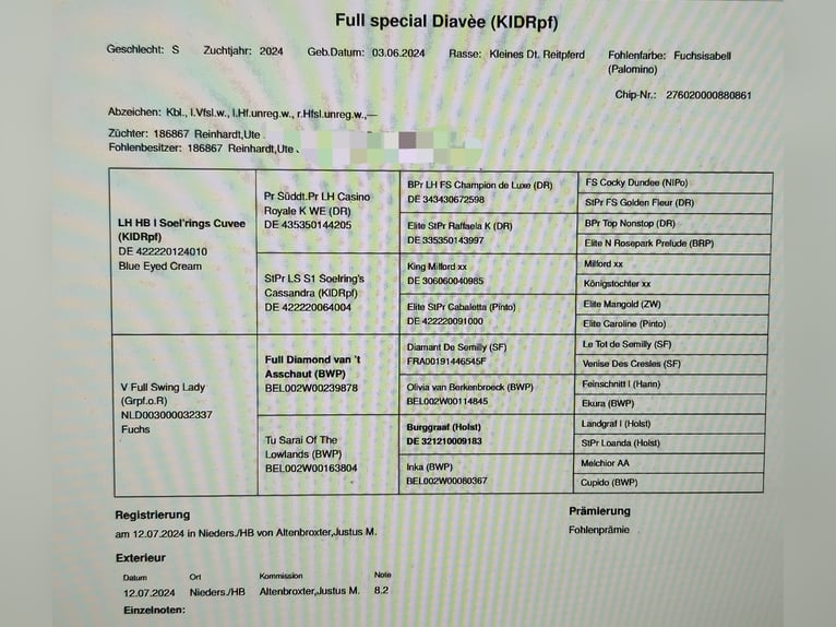 Más caballos centroeuropeos Yegua 1 año 165 cm Palomino in Bad Grund