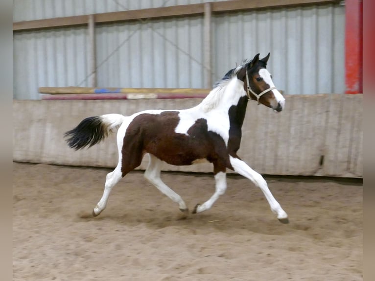 Más caballos centroeuropeos Yegua 1 año 167 cm Pío in Borgentreich