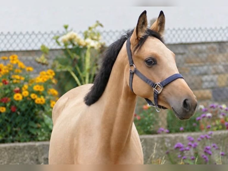 Más caballos centroeuropeos Yegua 1 año 168 cm Buckskin/Bayo in Borgentreich