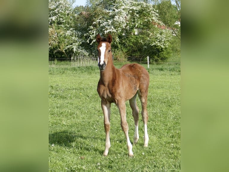 Más caballos centroeuropeos Yegua 1 año 168 cm Castaño in Borgentreich