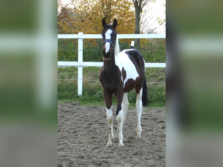 Más caballos centroeuropeos Yegua 1 año 168 cm Pío in Borgentreich