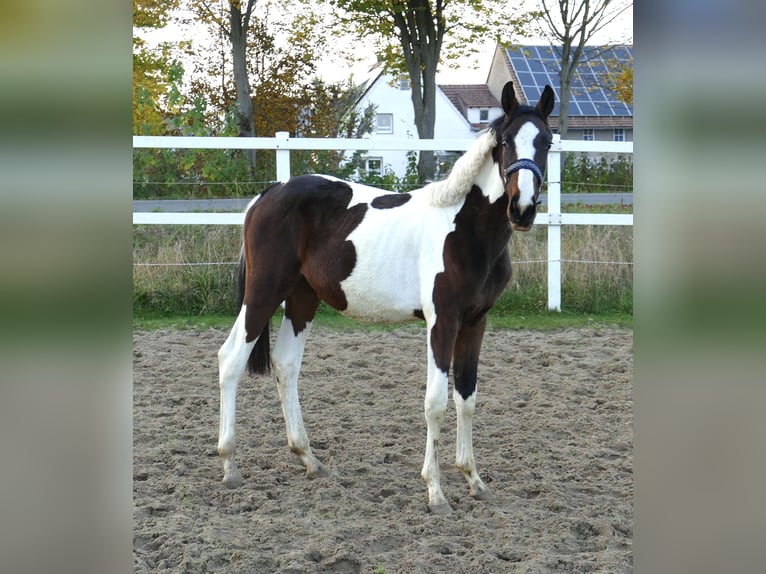 Más caballos centroeuropeos Yegua 1 año 168 cm Pío in Borgentreich