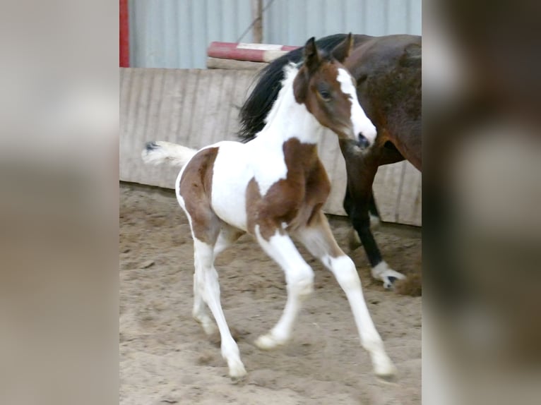 Más caballos centroeuropeos Yegua 1 año 168 cm Pío in Borgentreich