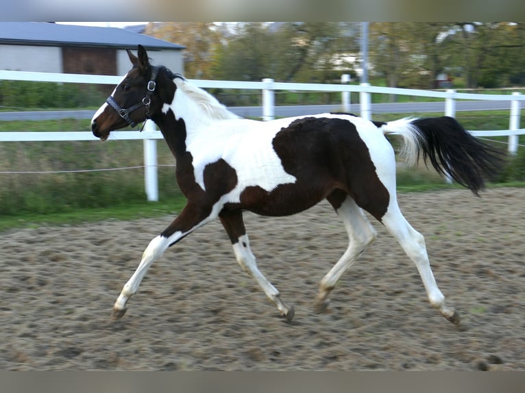 Más caballos centroeuropeos Yegua 1 año 168 cm Pío in Borgentreich