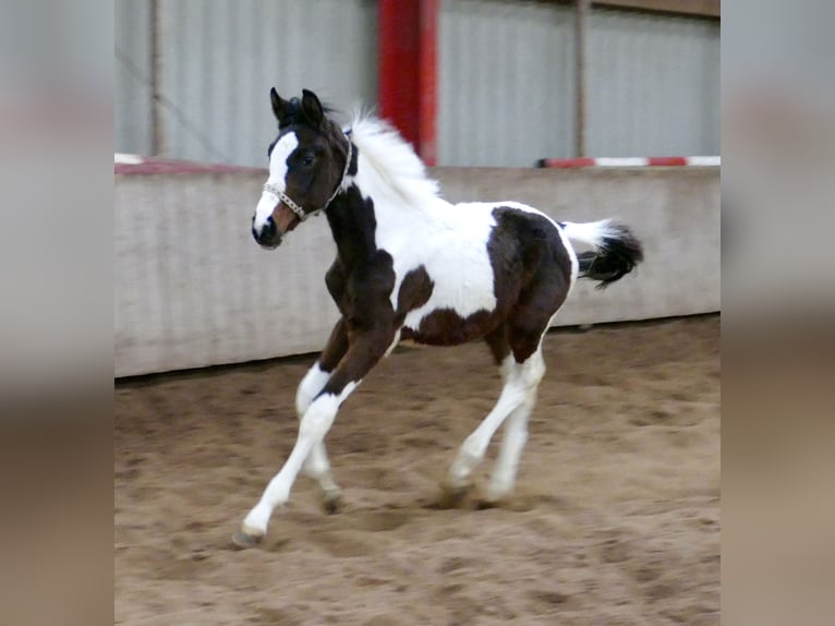 Más caballos centroeuropeos Yegua 1 año 168 cm Pío in Borgentreich