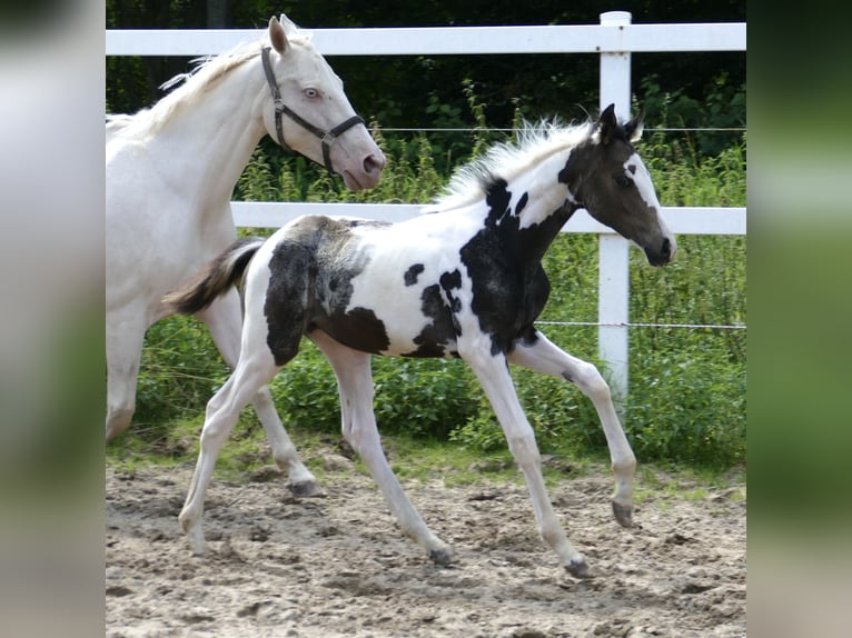 Más caballos centroeuropeos Yegua 1 año 168 cm Pío in Borgentreich