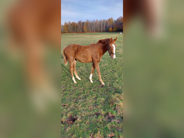 Más caballos centroeuropeos Yegua 1 año 170 cm Alazán in Lichtenau