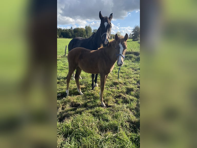 Más caballos centroeuropeos Yegua 1 año 170 cm Alazán in Lichtenau