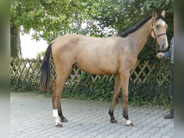 Más caballos centroeuropeos Yegua 1 año 170 cm Buckskin/Bayo in Borgentreich