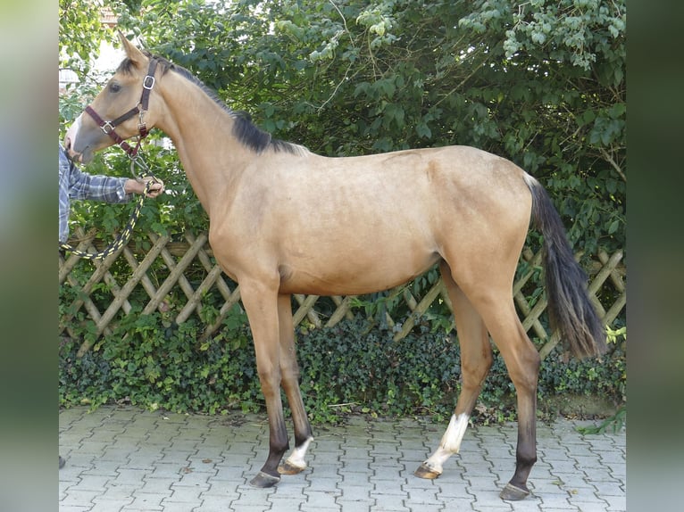 Más caballos centroeuropeos Yegua 1 año 170 cm Buckskin/Bayo in Borgentreich