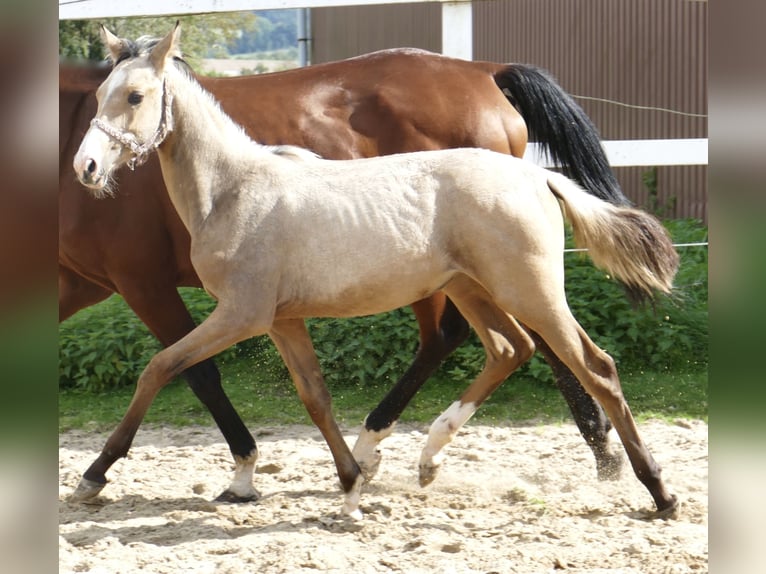 Más caballos centroeuropeos Yegua 1 año 170 cm Buckskin/Bayo in Borgentreich