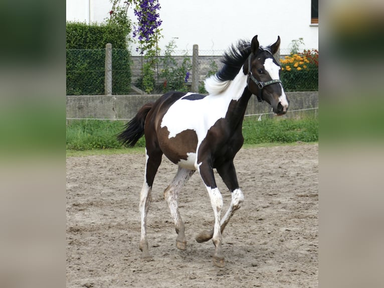 Más caballos centroeuropeos Yegua 1 año 170 cm Pío in Borgentreich