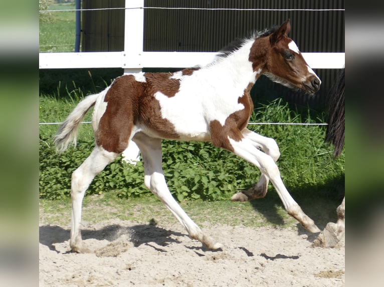 Más caballos centroeuropeos Yegua 1 año 170 cm Pío in Borgentreich