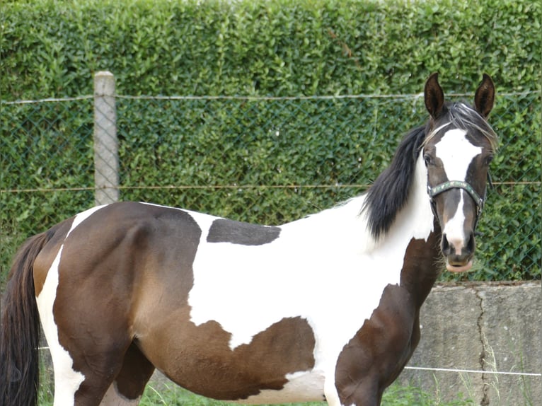 Más caballos centroeuropeos Yegua 1 año 170 cm Pío in Borgentreich