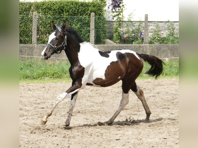 Más caballos centroeuropeos Yegua 1 año 170 cm Pío in Borgentreich