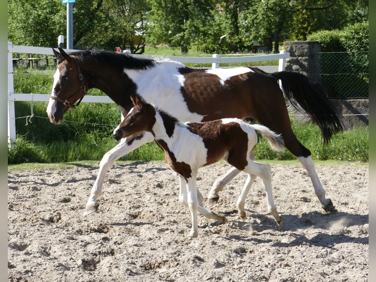 Más caballos centroeuropeos Yegua 1 año 170 cm Pío in Borgentreich