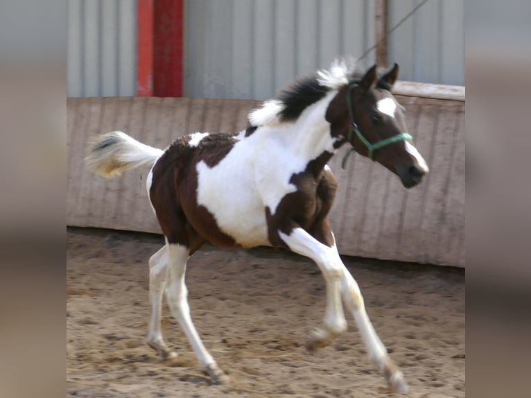 Más caballos centroeuropeos Yegua 1 año 170 cm Pío in Borgentreich