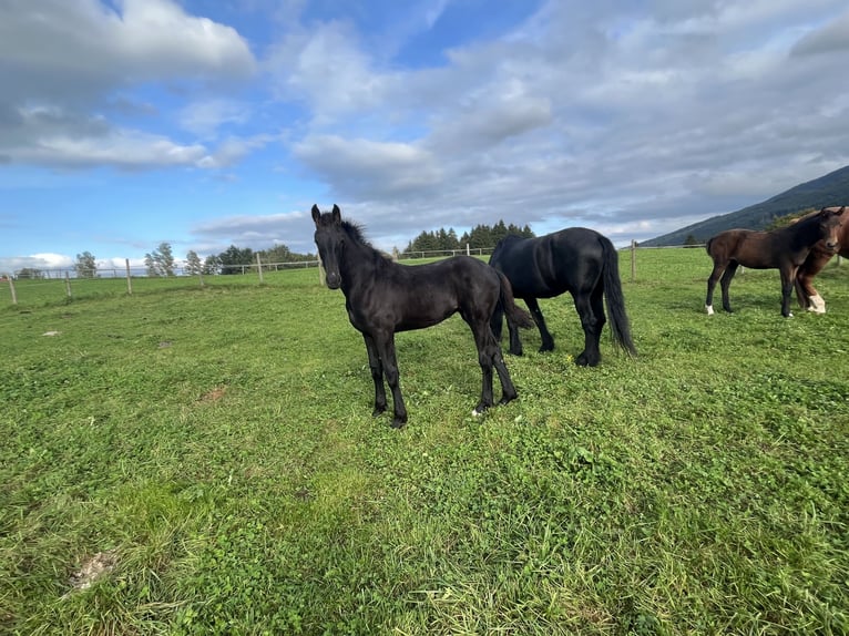 Más caballos centroeuropeos Mestizo Yegua 1 año 175 cm Negro in Halblech