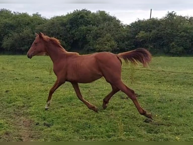 Más caballos centroeuropeos Yegua 1 año in Banbury