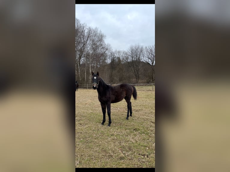 Más caballos centroeuropeos Yegua 1 año Castaño oscuro in Puch