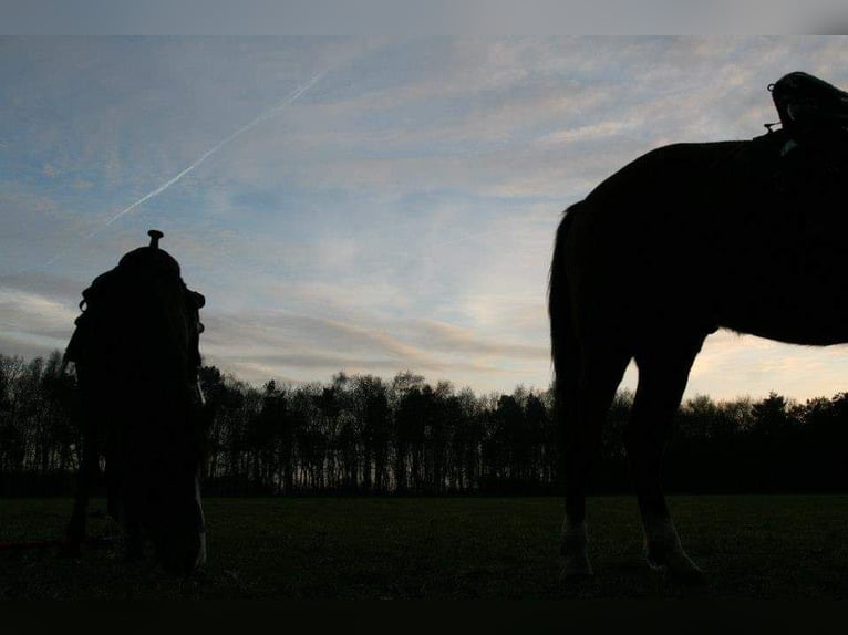 Más caballos centroeuropeos Yegua 21 años 155 cm Castaño in Bottrop