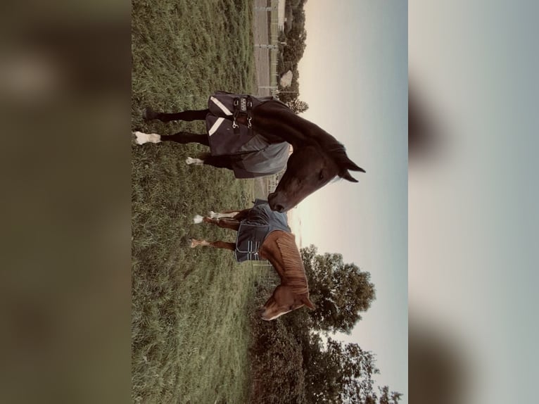 Más caballos centroeuropeos Yegua 21 años 171 cm Castaño in Nortorf