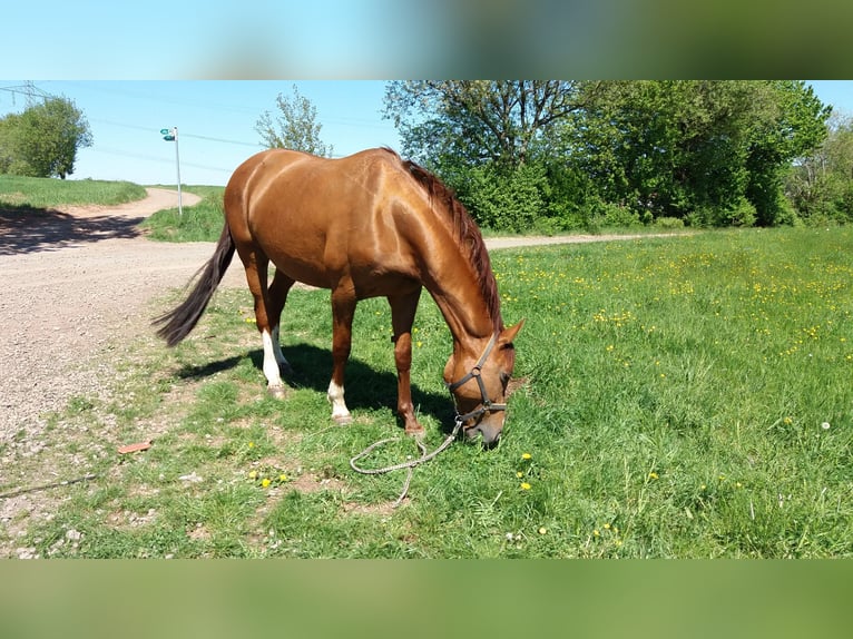 Más caballos centroeuropeos Yegua 22 años 168 cm in Saarbrücken