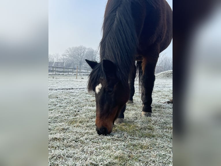 Más caballos centroeuropeos Mestizo Yegua 24 años 163 cm Castaño in Thedinghausen